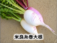 米良糸巻大根