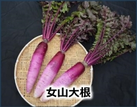 女山大根