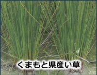 くまもと県産い草