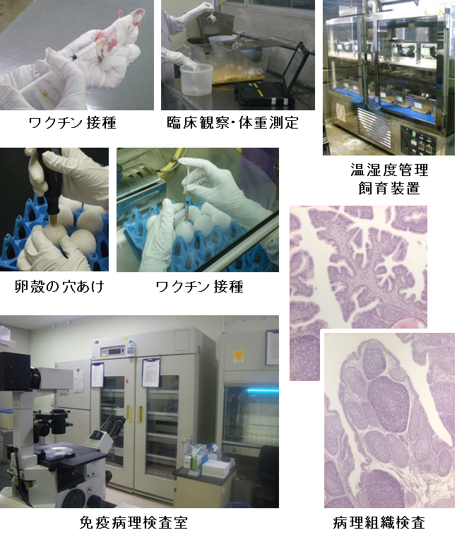 免疫病理学的検査領域の写真