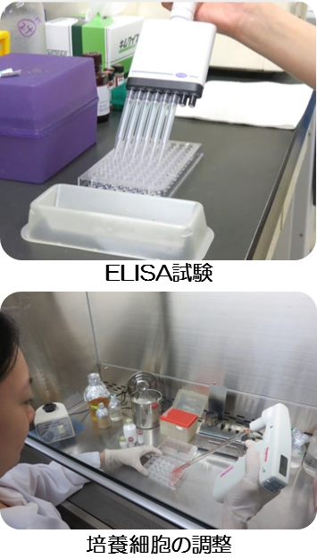上：ELISA試験、下：培養細胞の調整