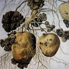 ジャガイモがんしゅ病菌の被害写真