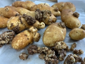 図1　球状のこぶ