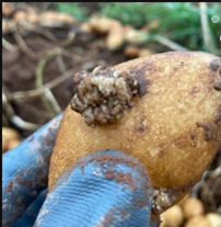 図2　カリフラワー状のこぶ