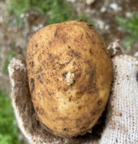 図3　豆粒大のこぶ