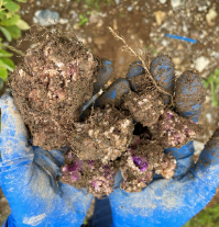 図4　激しく感染した塊茎