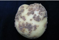 図5　粉状そうか病にり病したばれいしょ塊茎