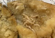 図6　幼虫による果実（へちま）への食害