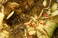 図7　幼虫による果実（へちま）への食害