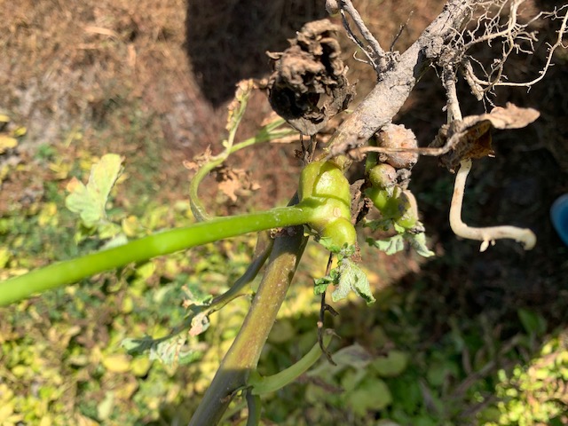 ばれいしょ気中塊茎の発生
