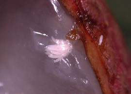 れいし果実内部に産み付けられた卵