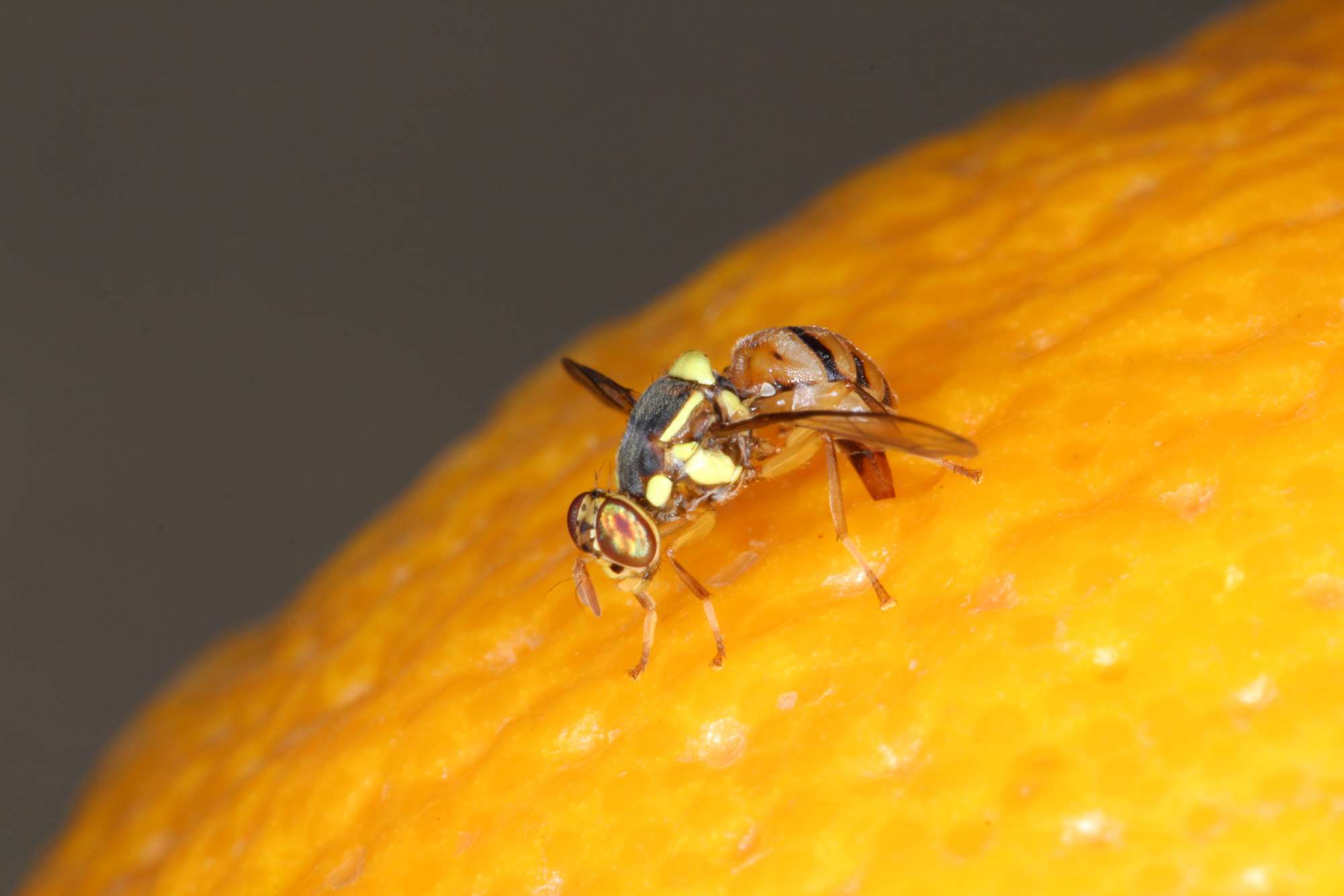 カンキツに産卵するメス成虫