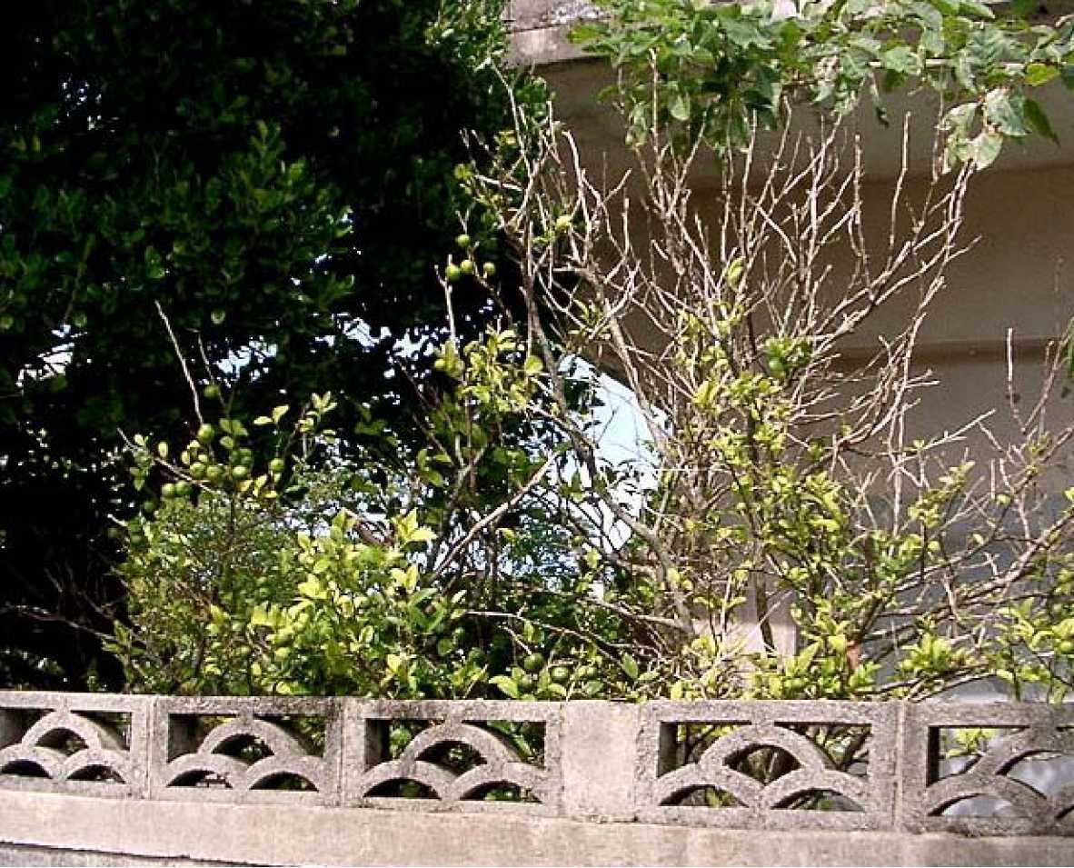 枝が枯れた罹病樹