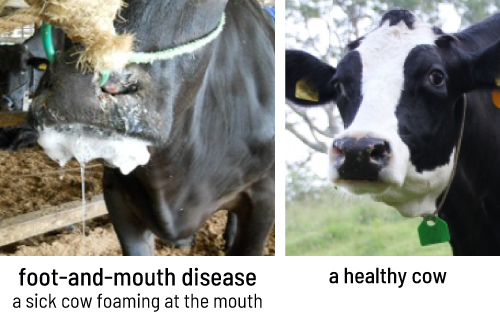 foot-and-mouth disease