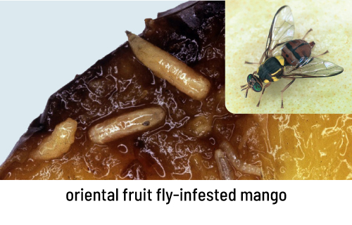 oriental fruit fly-infested mango