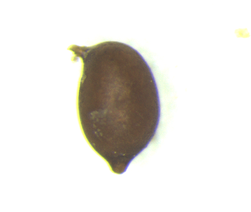 134-Hs-pic-1.png