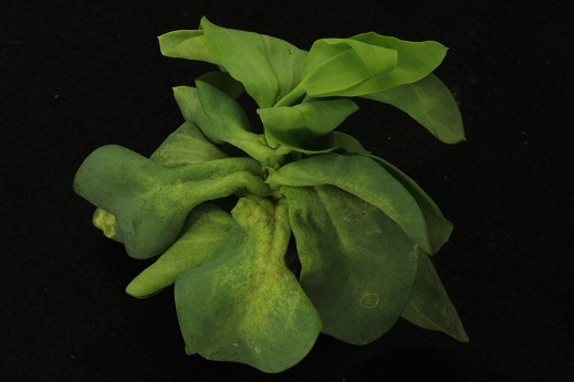 Peronospora_chlorae