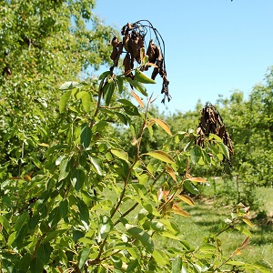 fire_blight_pear