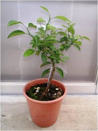カンキツ類(タンカン、ポンカン、シークヮーサー(ヒラミレモン)、ミカン、レモン等)の生植物(種子及び果実を除く。)