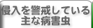 侵入を警戒している主な病害虫を表示します