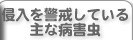 侵入を警戒している主な病害虫を表示します