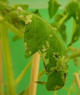 トマト葉の食害痕