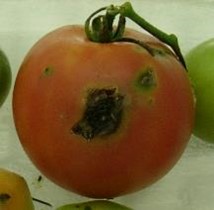 トマト果実の食害痕