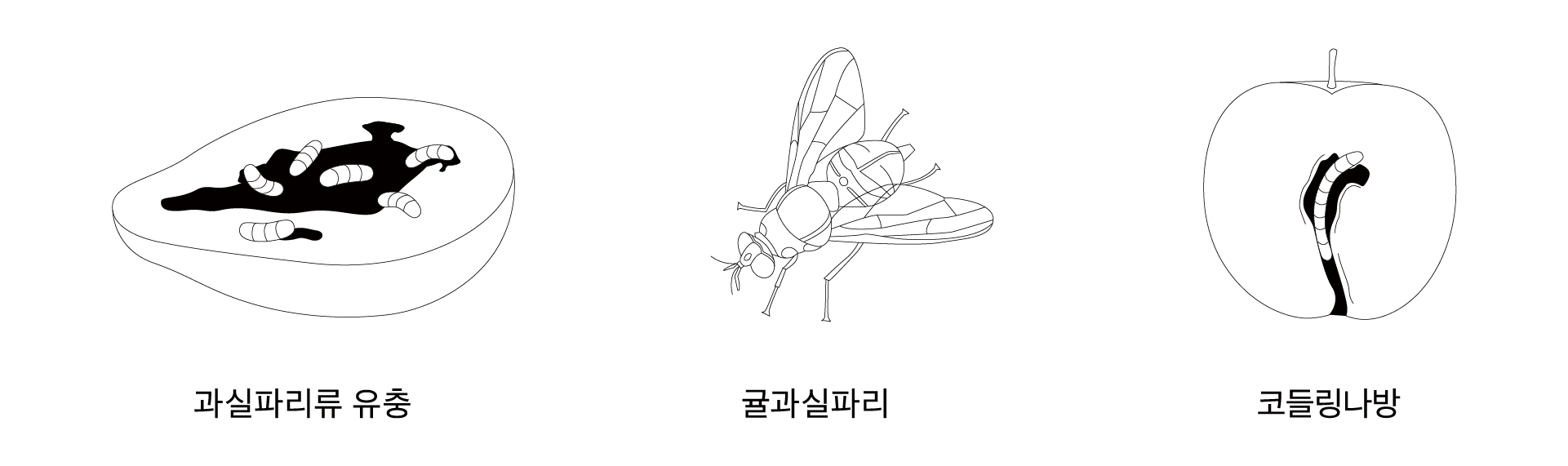 kr_2.png