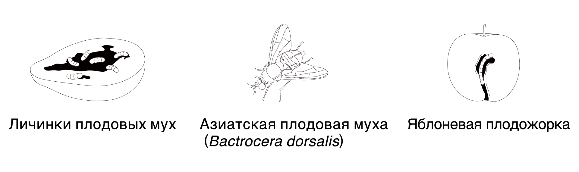 rus_2.png