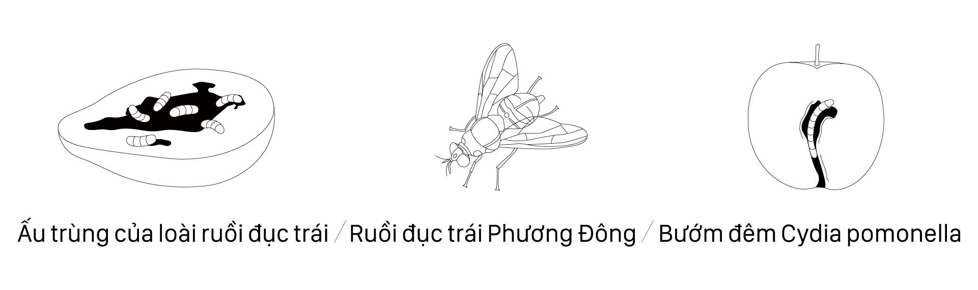 vn_2.png