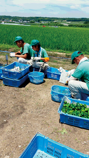 Agricultural work performed by welfare organizations and others