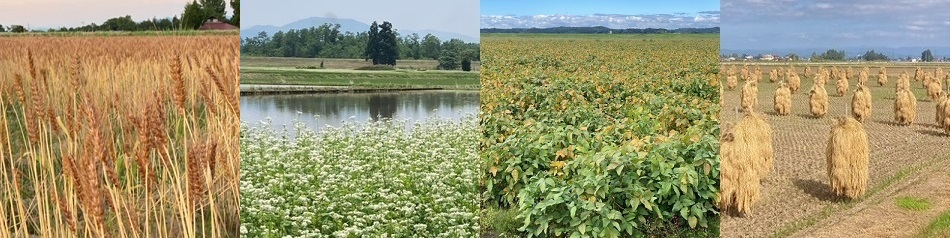 東北の農産物（小麦・そば・大豆・米）生産現場の写真