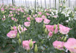 生花