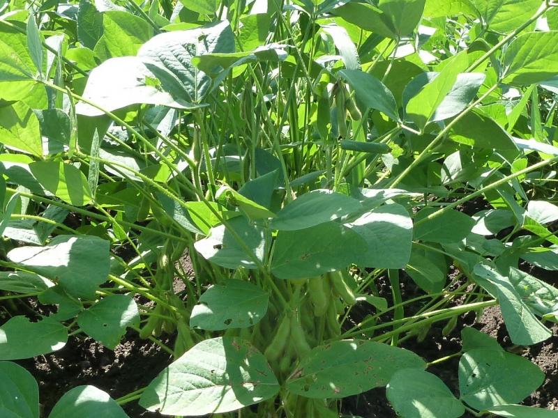 edamame