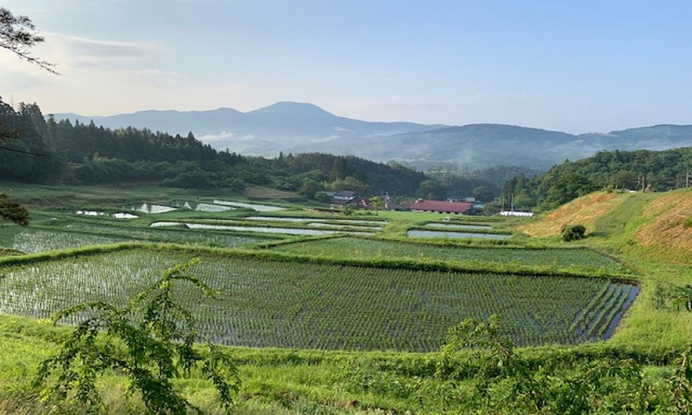 山吹棚田
