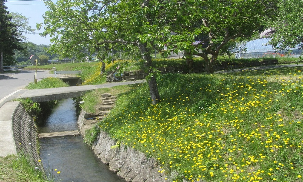 照井堰用水