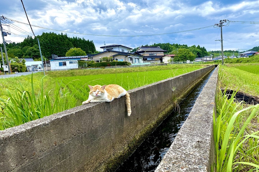 照井堰用水