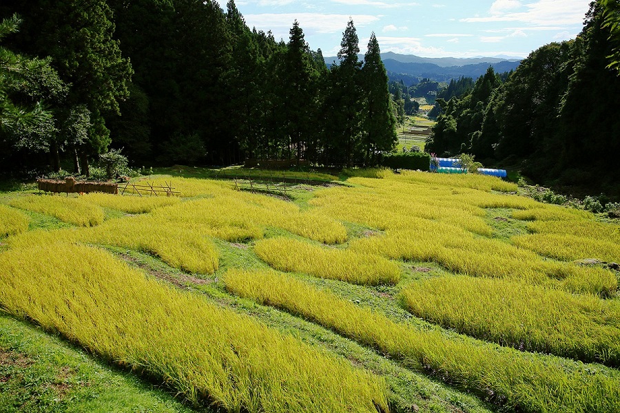 金山棚田