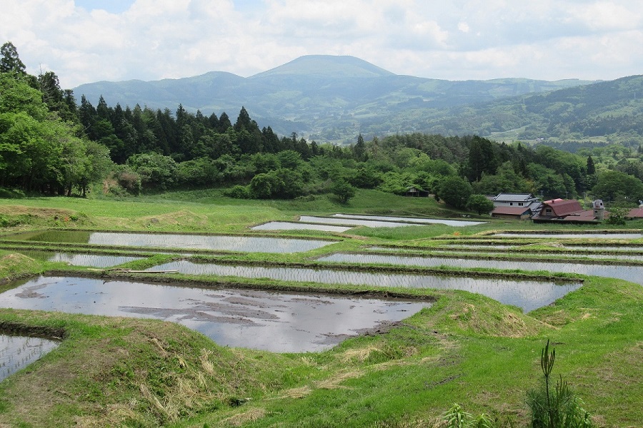 山吹棚田