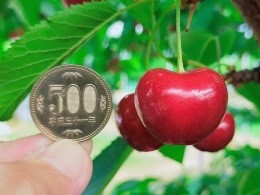 紅王と５００円玉