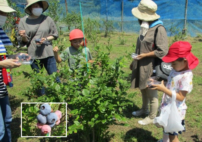 ブルーベリーを摘み取る園児と保護者