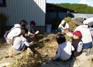 小豆の脱穀をする「野育園」参加者の皆さん