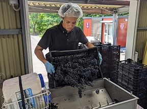 ワイン仕込みの様子