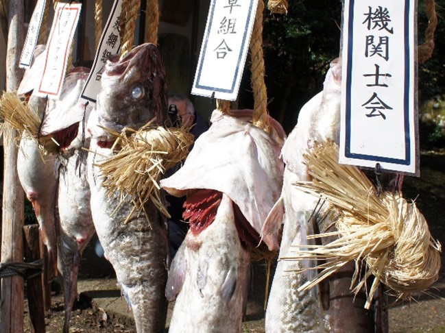 奉納された鱈