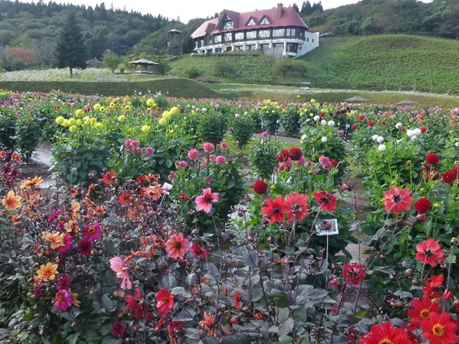 ダリア園の風景
