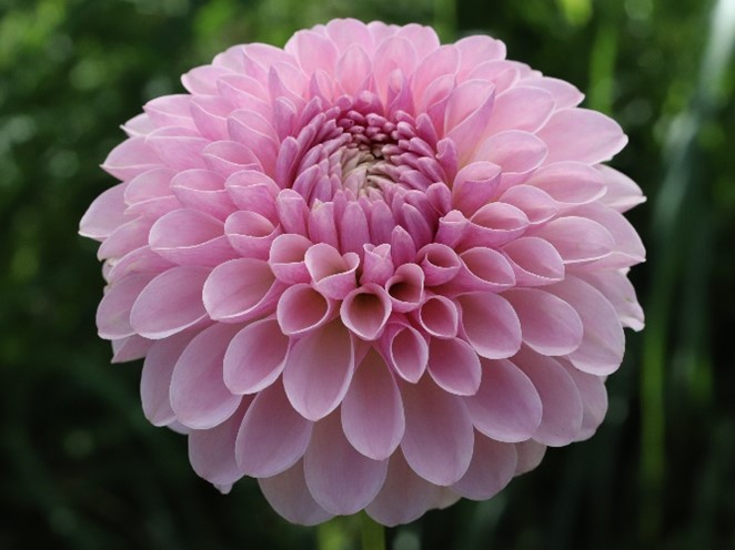 {NAMAHAGEトゥンク」