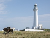尻屋埼灯台と寒立馬