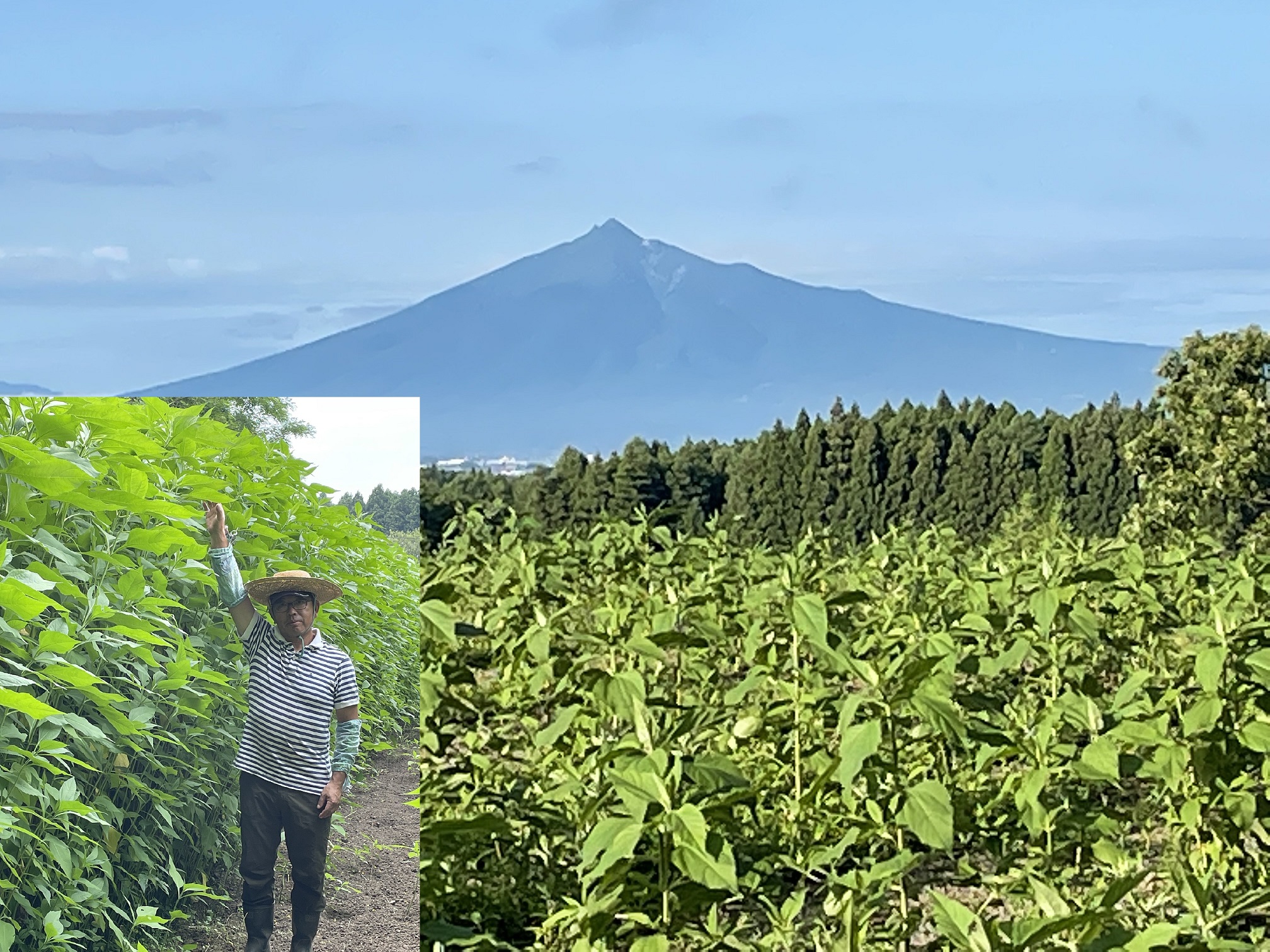 草丈は２～３ｍに成長 岩木山をバックに