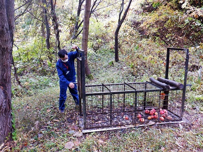 クマ捕獲檻（箱ワナ）を設置する山形さん