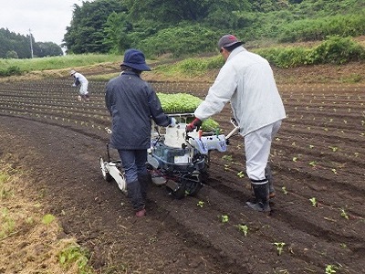 エゴマの定植作業の様子